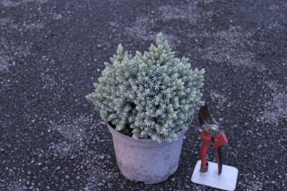 Pot 3L hauteur moyenne 25/30 cm (hors pot)