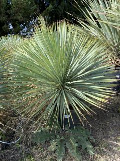 Pot 15-20  L Hauteur 80 cm (hors pot)