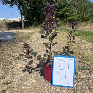 Pot 4L
