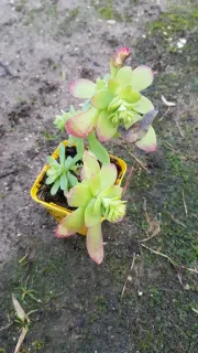 Sedum de palmer (Sedum palmeri) — succulente verte en pot sur sol humide · Godet