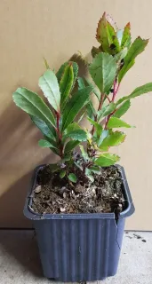Arbousier. arbre aux fraises (Arbutus unedo) — jeune plant arbustif au feuillage vert en pot · Godet
