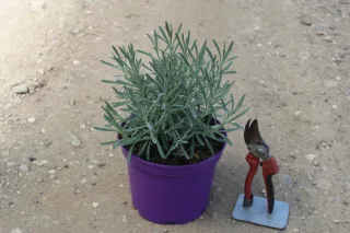Lavandin 'Dutch lavander' (Lavandula intermedia) — jeune plant aromatique en pot violet sur gravier · Pot 3L