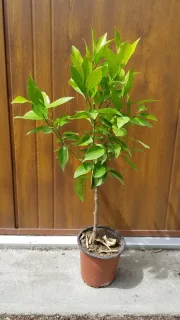 Clémentinier (Citrus clementina) — jeune arbre en pot plastique devant palissade · Pot 1.5L Tige