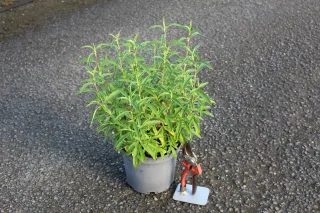 Ciste pourpre (Cistus purpureus) — jeune arbuste vert en pot avec sécateur · Pot 3L