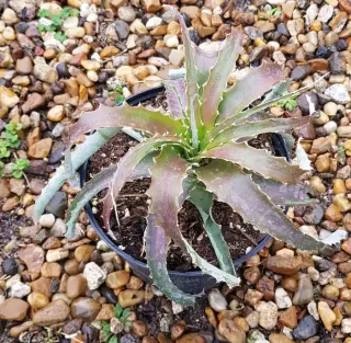 Orchidée (Hechtia nuusaviorum) — rosette de feuilles dentées dans un pot noir · Pot 2.5L