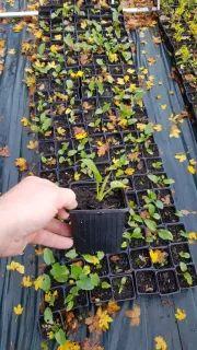 Arum blanc d'ethiopie (Zantedeschia aethiopica) — main tenant un jeune plant en godet plastique