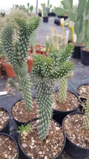 Figuier de barbarie 'Cristata' (Opuntia fulgida) — cactus ramifié épineux en pot de pépinière · Pot 2.5L