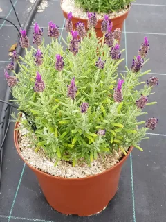 Lavande papillon (Lavandula) — touffe dense en pot avec nombreux épis fleuris · Pot 6L Touffe