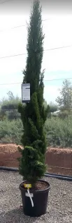 Cyprès méditerranéen 'totem' (Cupressus sempervirens) — grand conifère étroit en pot de pépinière · Pot 25L