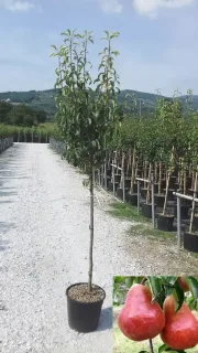 Poirier 'Abate fetel' (Pyrus communis) — jeune arbre en pot dans une pépinière alignée · Pot 15L Tige