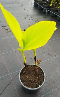Canna géant marabout 'Marabout' — jeune plant lumineux avec grandes feuilles dressées · Pot 2.5L