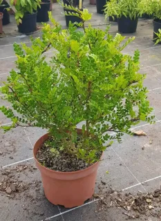 Poivre du sichuan (Zanthoxylum beecheyanum) — arbuste dense au feuillage vert en pot plastique · Pot 3L