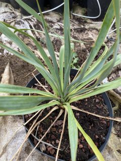 Pot 5L Hauteur 30 cm (hors pot)