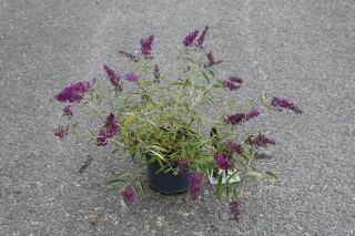 Arbre aux papillons 'rouge mauve' (Buddleia davidii) — arbuste fleuri aux épis mauves en pot noir · Pot 3L