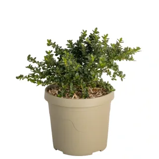 Pot 3,5L