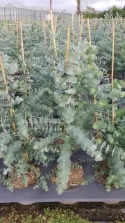 Gommier 'Baby blue' (Eucalyptus pulverulenta) — jeunes tiges dressées au feuillage rond en pot · Pot 3L