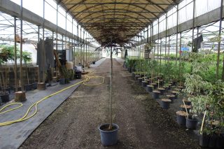 Pot 15L formé sur une tige de 130 cm, pour une hauteur totale de 180 à 200 cm (hors pot)