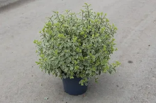 Pittospore 'Variegatum' (Pittosporum tenuifolium) — arbuste dense au feuillage panaché en pot · Pot 7.5L
