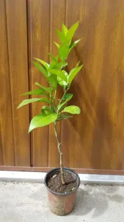 Oranger 'Washington navel' (Citrus sinensis) — jeune arbuste élancé en pot devant panneau bois · Pot 1.5L Tige