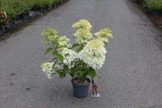 Pot 5L