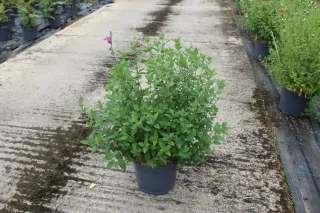 Sauge de graham 'Cera potosi' (Salvia microphylla) — petit arbuste dense en pot sur allée · Pot 7.5L