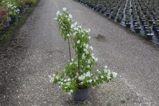 Pot 7.5L