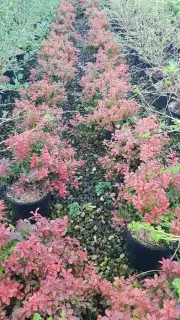 Épine-vinette 'Admiration' (Berberis thunbergii) — rangées d'arbustes au feuillage rouge en pépinière · Pot 3L Touffe