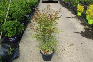 Bambou sacré (Nandina domestica) — arbuste décoratif en pot sur allée bétonnée · Pot 7.5L