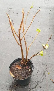 Cassissier 'Noir de bourgogne' (Ribes nigrum) — jeune arbuste à tiges nues dans pot noir · Pot 2.5L Touffe