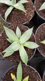 Agave de parry 'Couesii' (Agave parryi) — jeune rosette succulente en pot de culture · Pot 2.5L