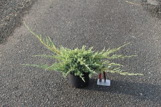 Pot 3L hauteur moyenne 30/40 cm (hors pot)