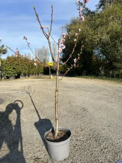 Nectarinier 'Nectared 4' (Prunus persica) — jeune arbre fruitier en pot sur allée gravillonnée · Pot 10L Gobelet
