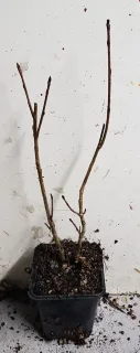 Aronie à gros fruits 'Nero' (Aronia × prunifolia) — jeune plant racines nues avec tiges nues · Godet