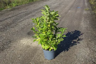 Pot 10L hauteur moyenne 80/100 cm (hors pot)