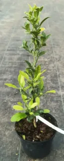Alemow (Citrus macrophylla) — jeune plant dressé au feuillage vert en pot · Pot 3L Baliveau