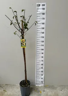 Prunier Mirabelle de Nancy (Prunus domestica) — jeune arbre fruitier en pot devant toise · Pot 15L Tige