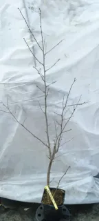 Noisetier segorbe 'Segorbe' (Corylus avellana) — jeune arbuste nu en conteneur, tiges dressées · Pot 2.5L