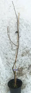 Poirier 'General leclerc' (Pyrus communis) — jeune arbre tuteuré à tige nue, quelques feuilles · Pot 6L Baliveau
