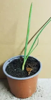 Ail d'ornement 'Red mohican' (Allium amethystinum) — jeune plant à longues feuilles vertes en pot · Pot 1.5L