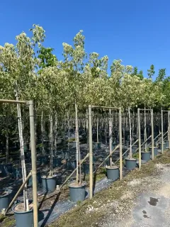Érable à feuilles de frêne panaché 'Flamingo' (Acer negundo) — alignement de jeunes arbres panachés en pots noirs · Pot 30L Tige 8/10