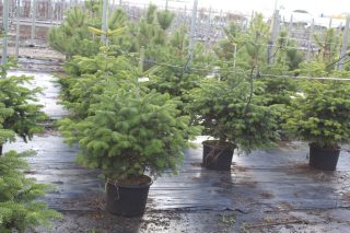 Pot 20L hauteur moyenne 80/100 cm (hors pot)