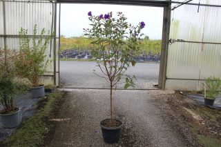 Pot 13L Forme sur tige : tronc de 80-100 cm, hauteur totale 120-140 cm