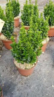 Fusain du japon 'Microphyllus' (Euonymus japonicus) — jeune arbuste dense au feuillage vert en pot · Pot 3L Touffe
