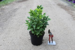 Pot 3L hauteur moyenne 20/30 cm (hors pot)
