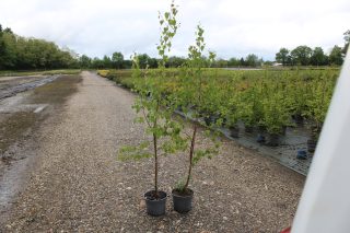 Pot 5L formé en baliveau hauteur variable entre 100-150 cm (hors pot)