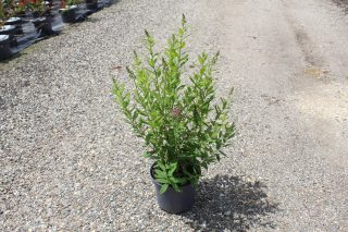 Pot 3L hauteur moyenne 60/80 cm (hors pot)