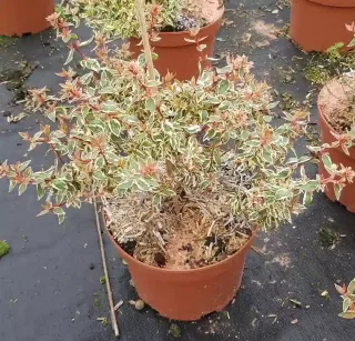 Abélia 'Pink lady' (Abelia grandiflora) — petit arbuste au feuillage panaché en pot · Pot 3L
