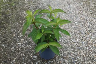 Weigelia 'Stelzneri rose' — Pot 3L