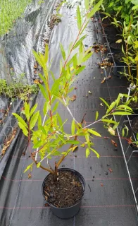 Saule à rameaux bleus (Salix irrorata) — jeune arbuste à feuilles étroites en pot · Pot 2.5L