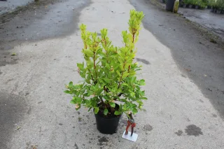 Arbre Aux Fraises Roselily (Arbutus unedo) — jeune arbuste en pot sur allée bétonnée · Pot 3L
